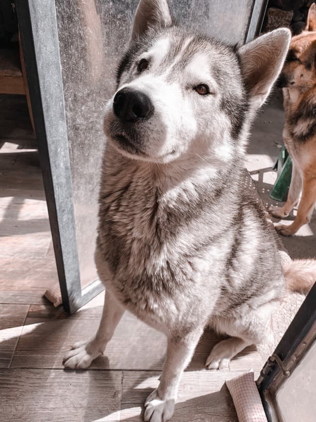 Moda Husky Siberiano