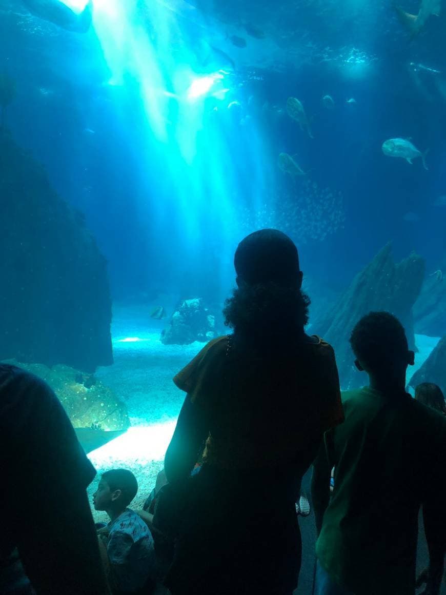 Place Oceanario de Lisboa