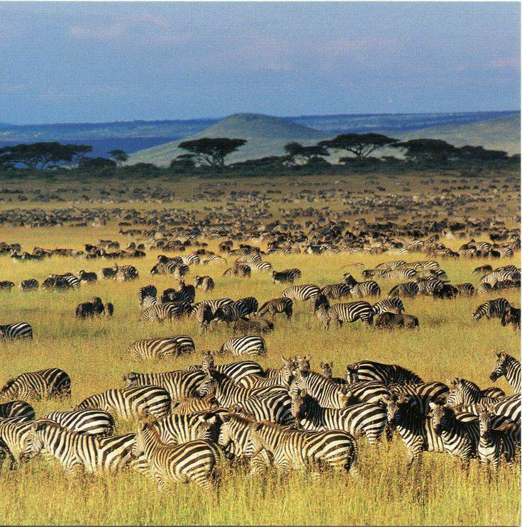 Place Serengeti National Park