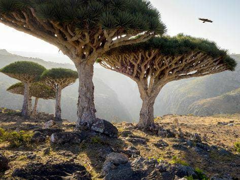 Place Socotra