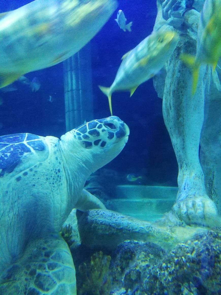 Lugar SEA LIFE Porto