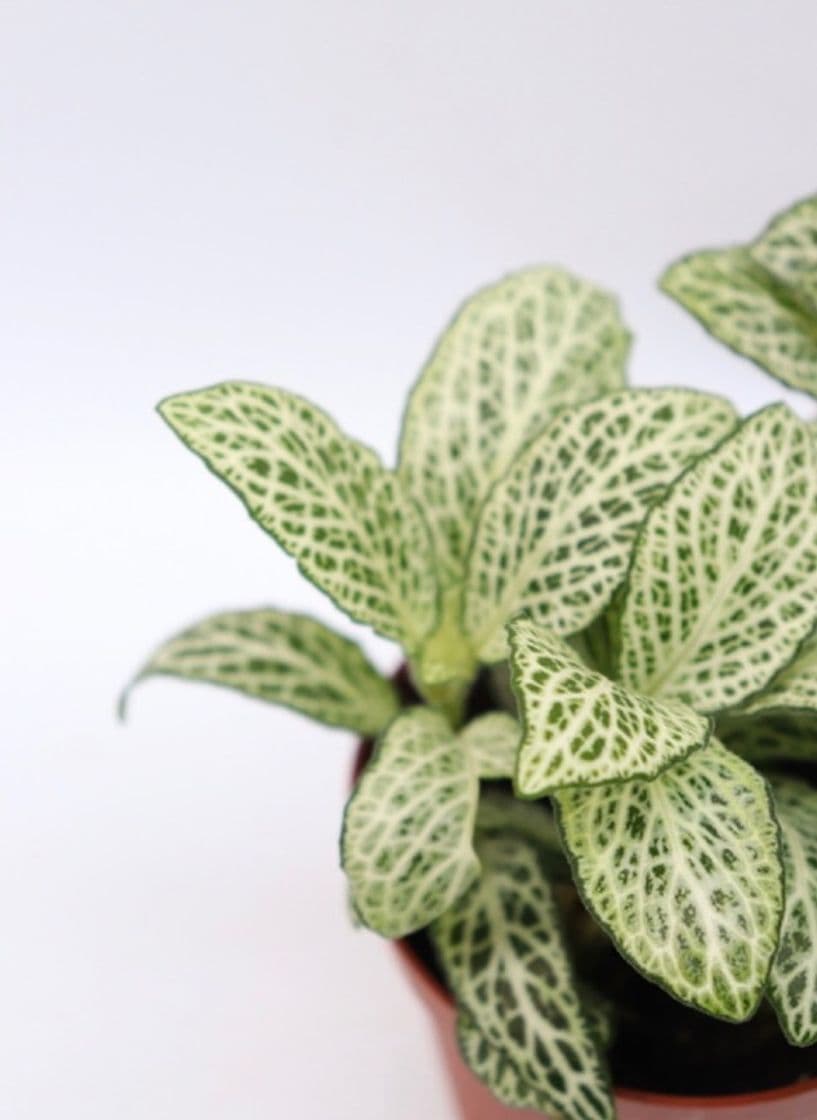 Product Fittonia verschaffeltii