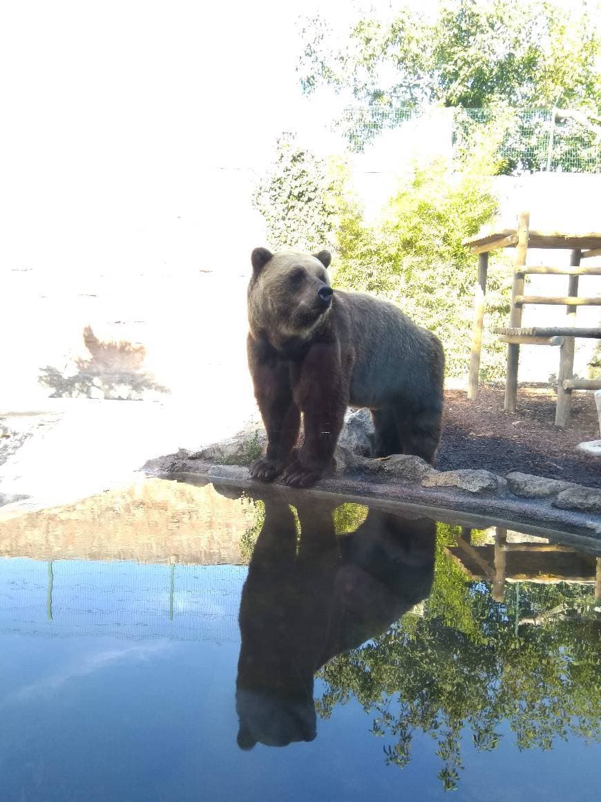 Lugar Zoo da Maia