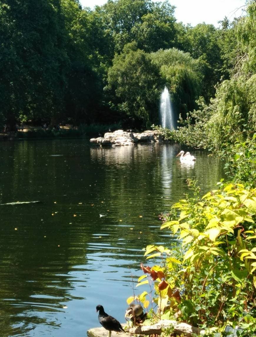 Lugar St James' Park