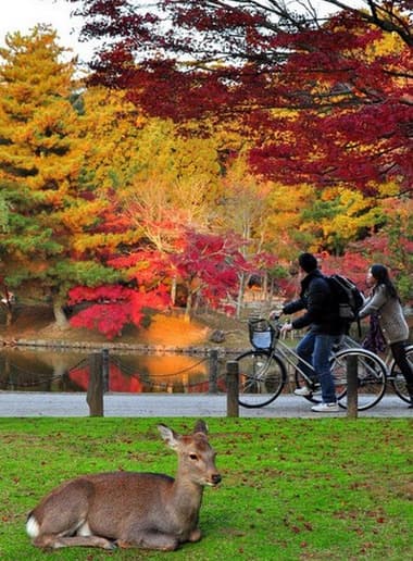 Place Nara