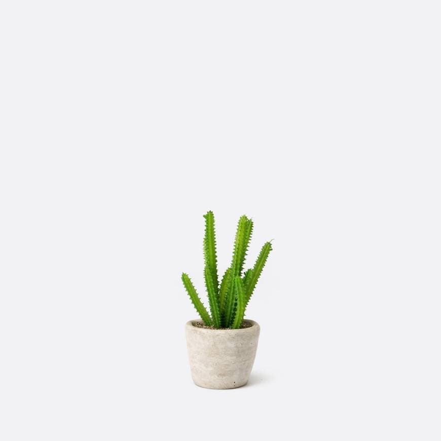 Product Plantas