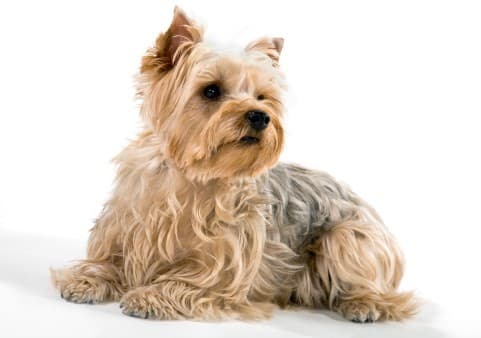 Fashion Yorkshire Terrier