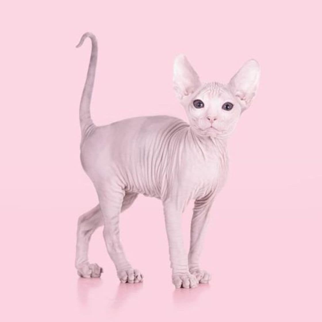 Fashion Sphynx