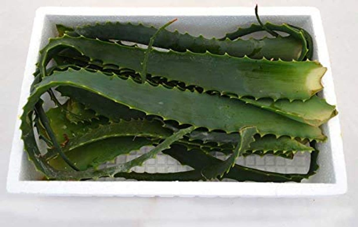 Producto Hojas Frescas de Aloe Vera Arborescens o Pulpo 400g Ramas de Aloe Vera Natural