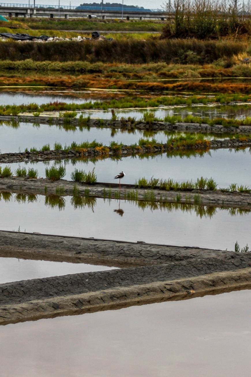 Lugar Salinas Aveiro