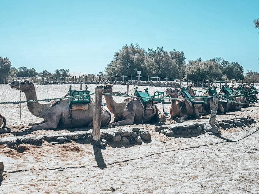 Place Maspalomas