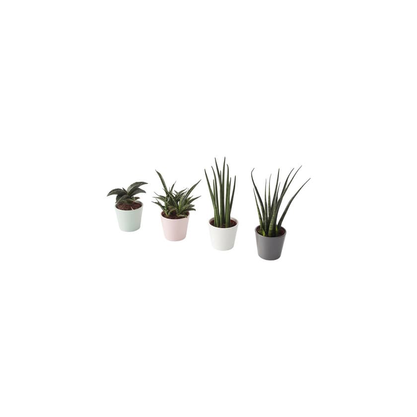 Producto SANSEVIERIA IKEA