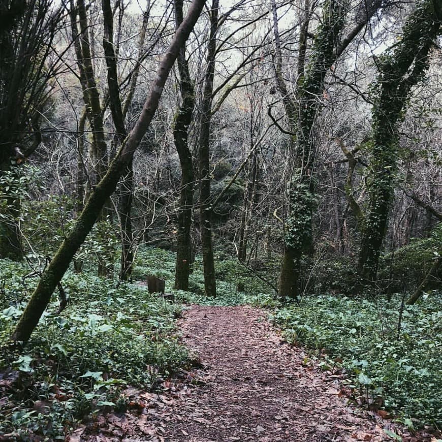 Lugar Parques de Sintra 