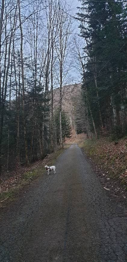 Lugar Forêt du Sex à l'Aigle