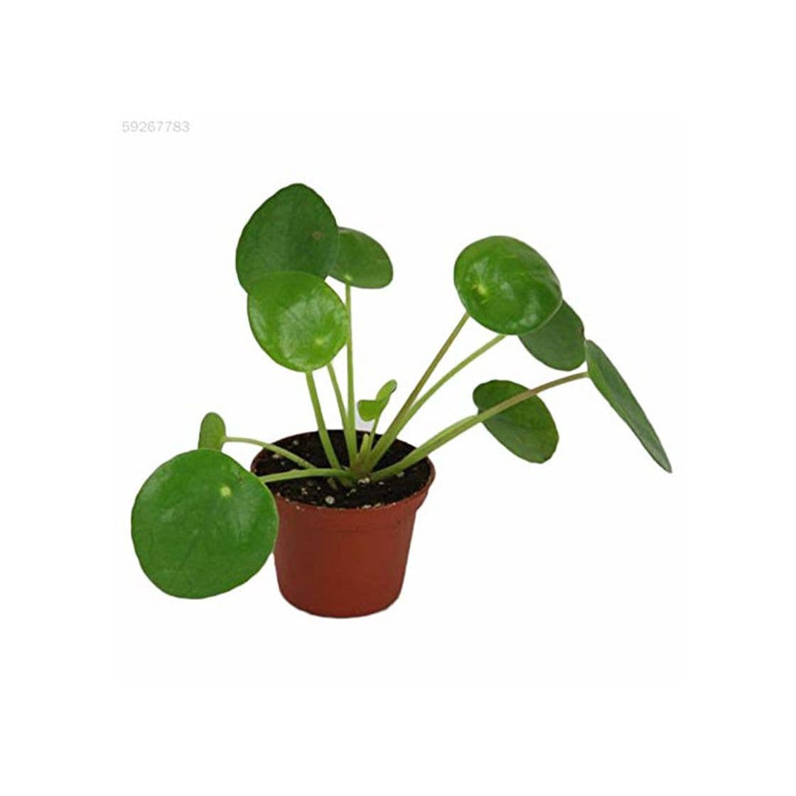 Elemento de la categoría hogar ScoutSeed CF66 299D 50 Unids Pilea Peperomioides Semillas de Plantas de Dinero