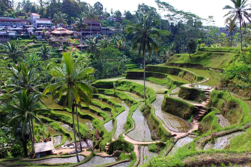 Place Tegallalang Rice Terrace