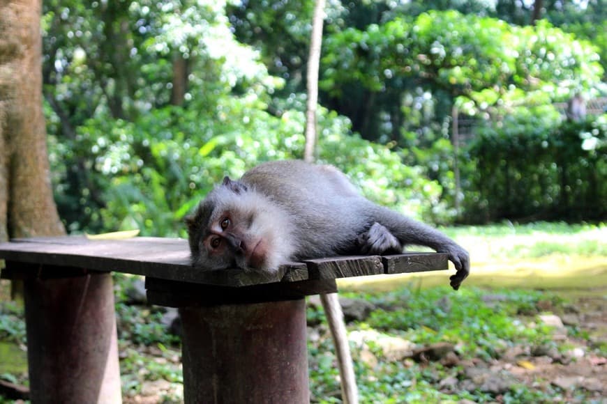 Place Sacred Monkey Forest Sanctuary