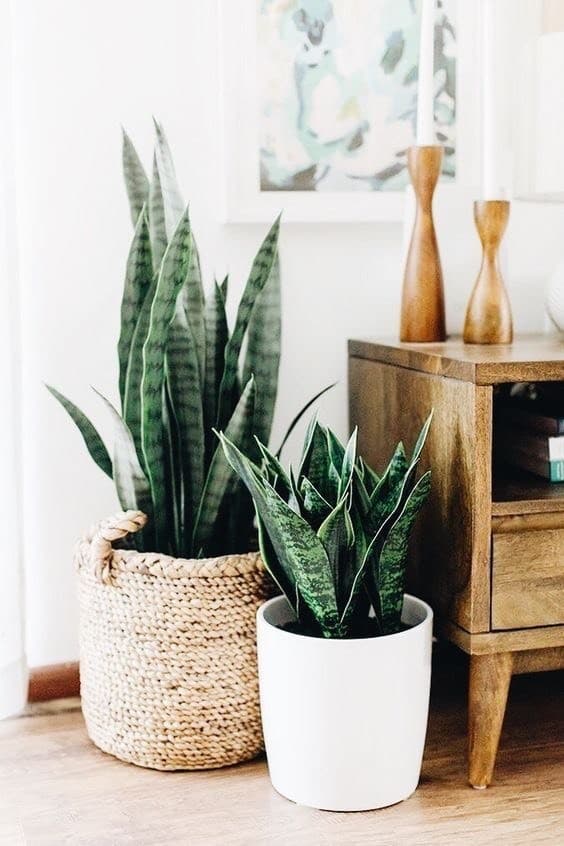 Producto Sansevieria trifasciata