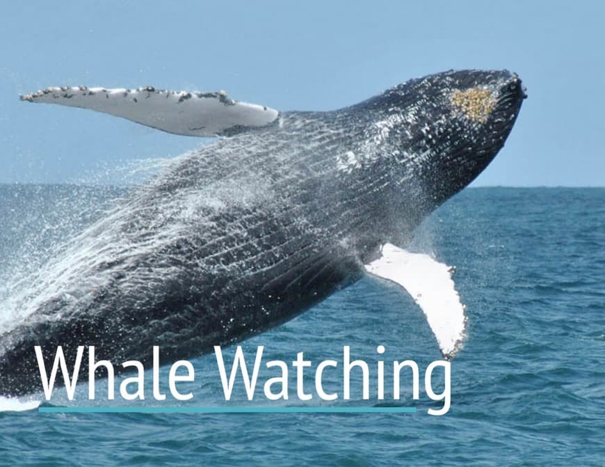 Lugar Whales Watching Boavista