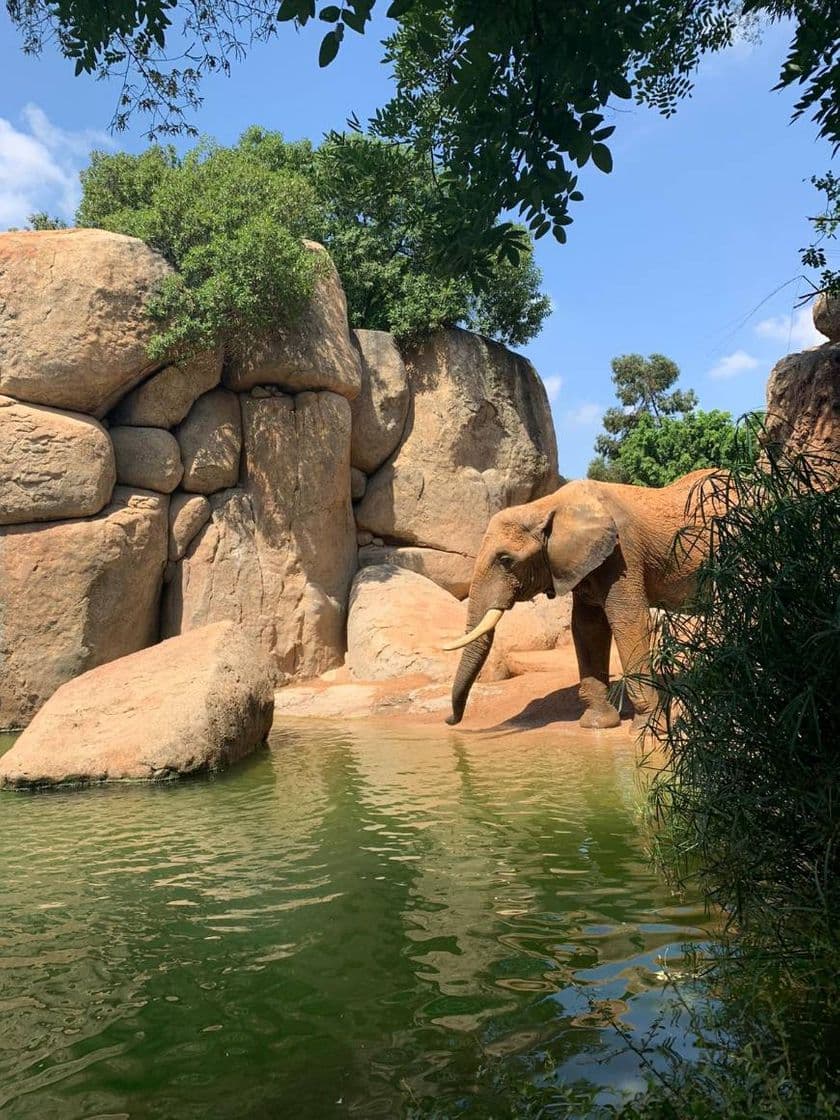 Lugar Bioparc Valencia