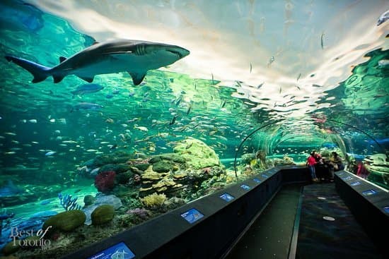 Place Acuario de Ripley