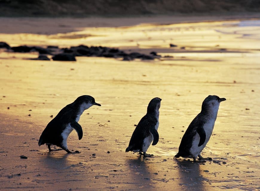 Place Phillip Island