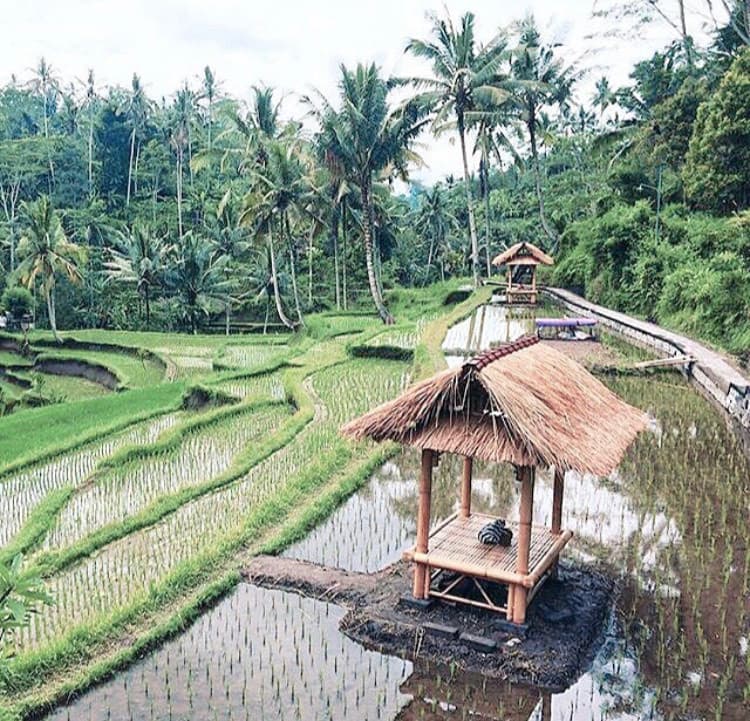 Place Tegallalang Rice Terrace