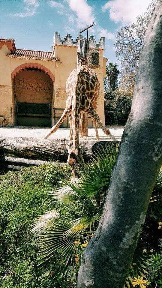 Lugar Jardim Zoológico de Lisboa