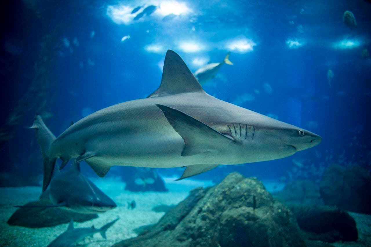 Lugar Oceanario de Lisboa