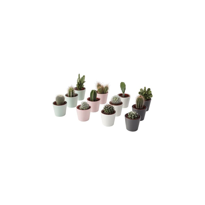 Product CACTACEAE IKEA