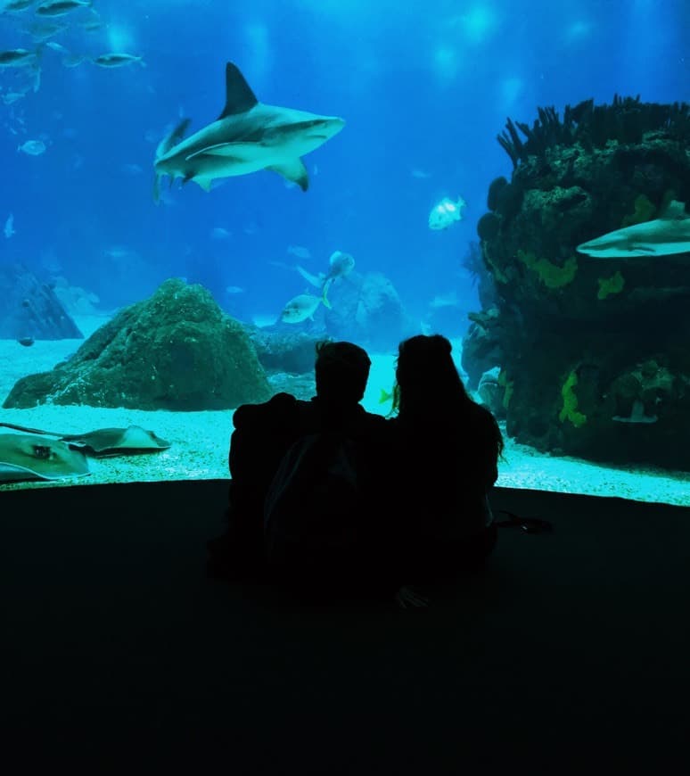 Lugar Oceanário de Lisboa