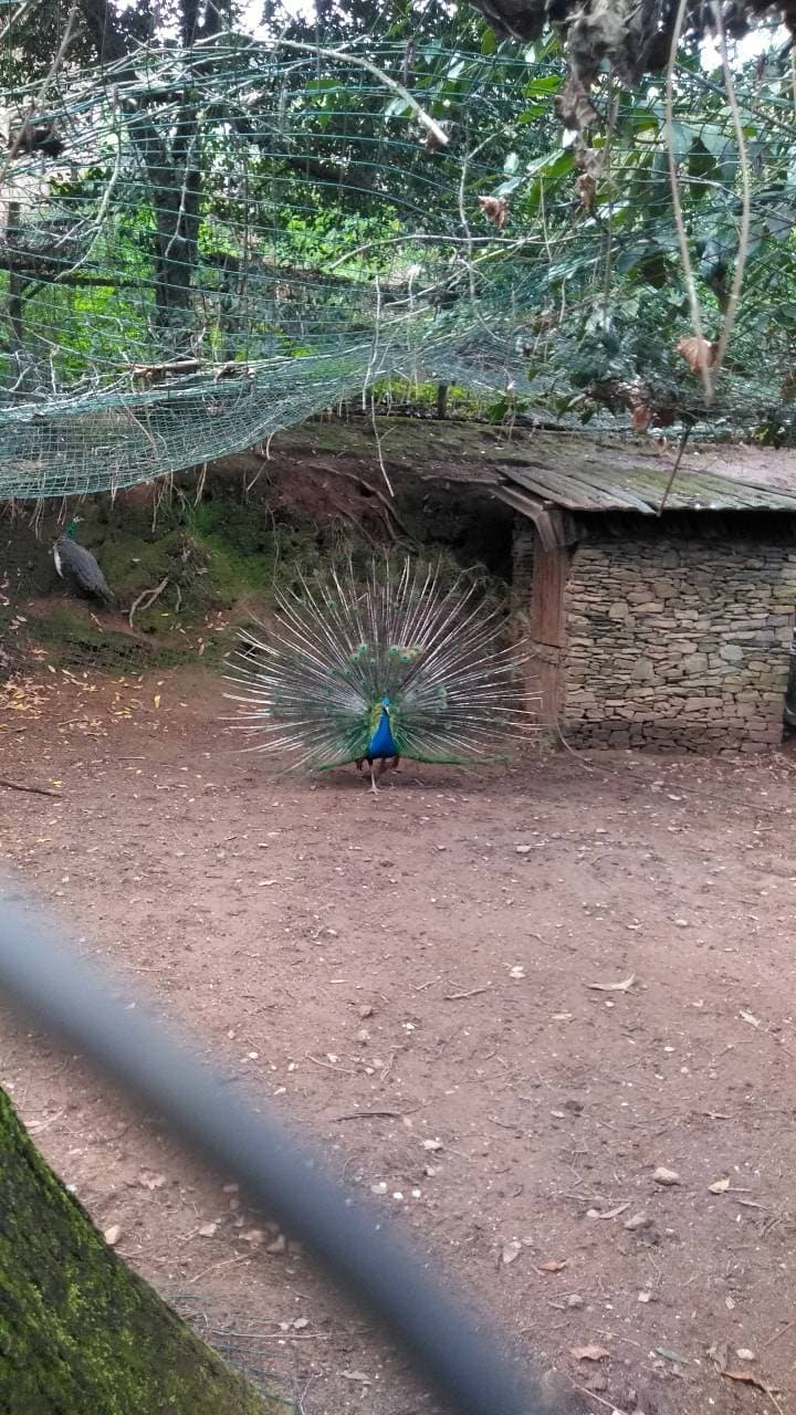 Fashion Pavão 