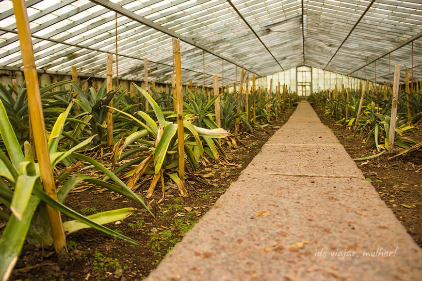 Lugar Plantação de Ananás dos Açores