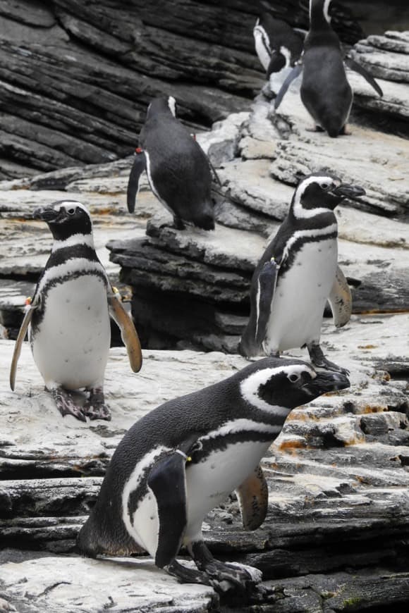 Moda Pinguins-de-magalhães