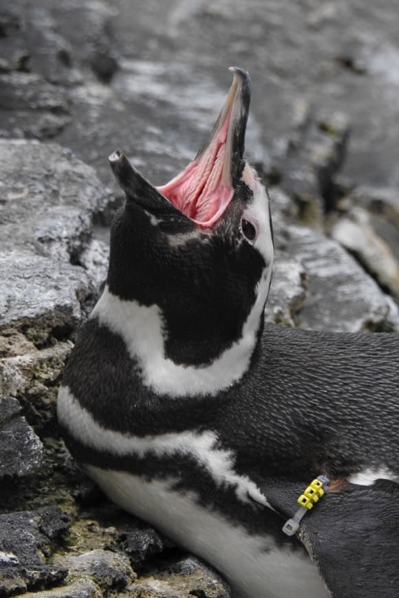 Moda Pinguim-de-magalhães 🐧🐧🐧