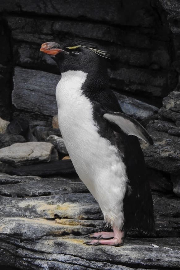 Moda Pinguim-saltador-da-rocha