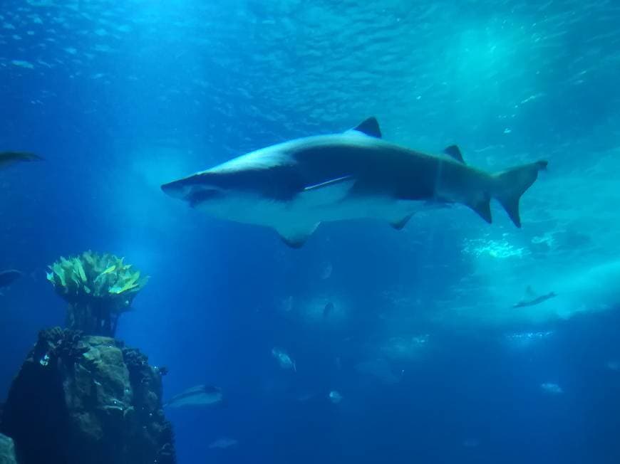 Lugar Oceanário de Lisboa