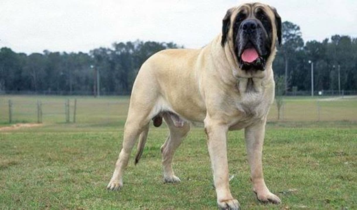 Moda Mastiff inglês