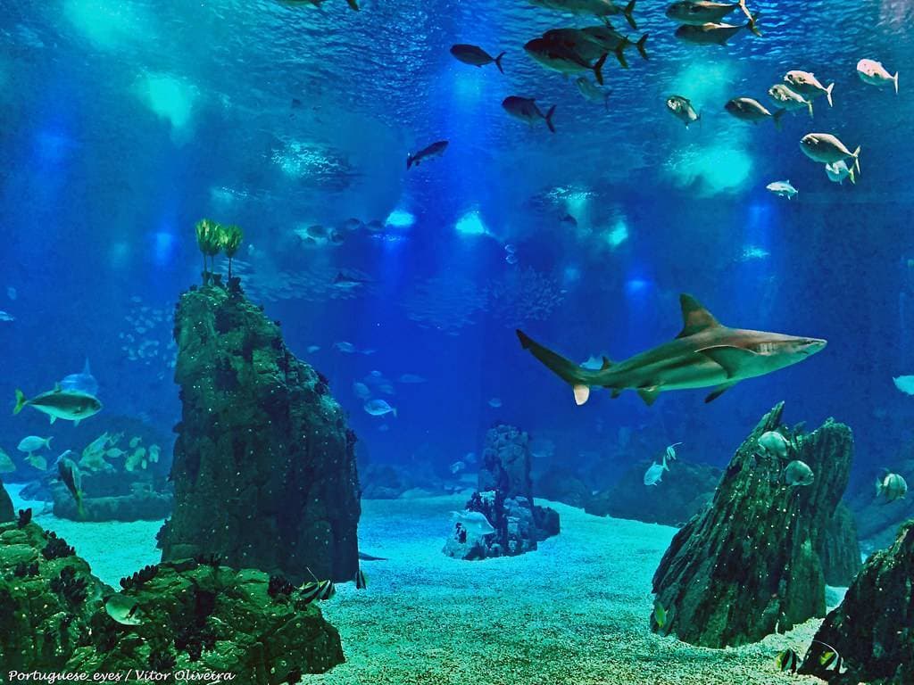 Lugar Oceanário de Lisboa