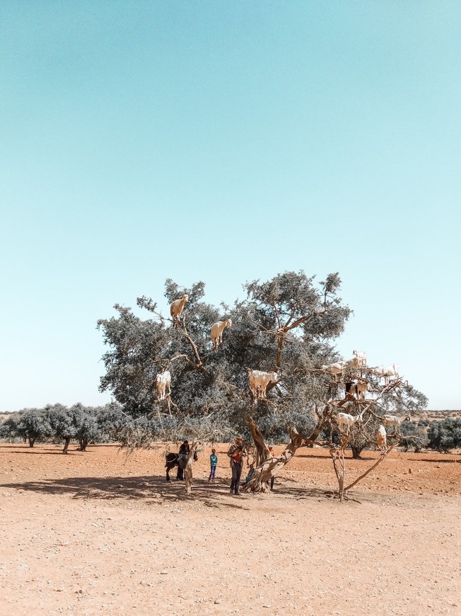 Place Taroudant