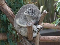 Moda Koala - Wikipedia