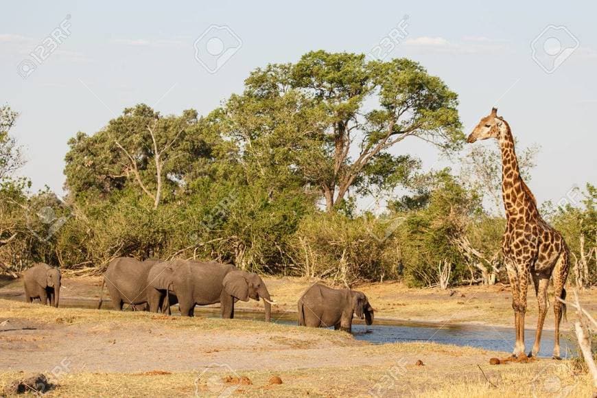 Place Chobe National Park