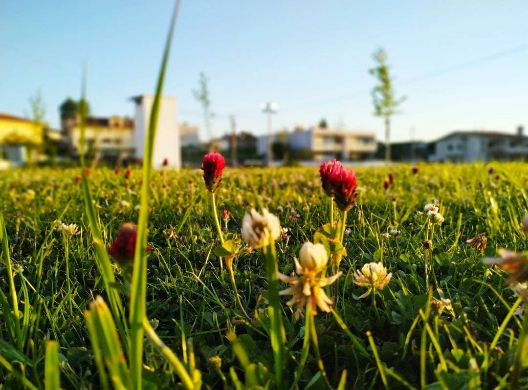 Place Parque da Camélia