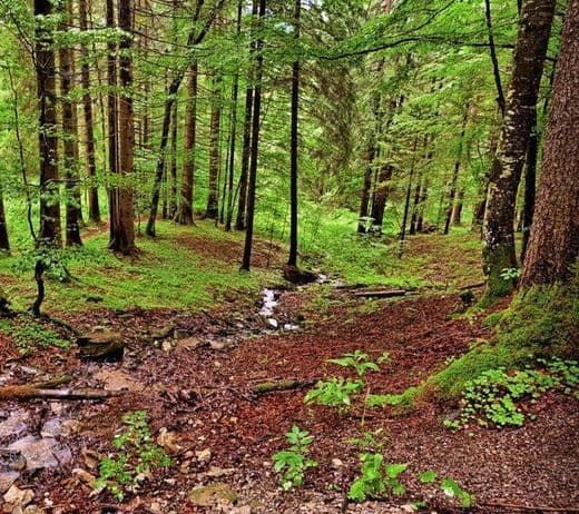 Place Nationalpark Bayerischer Wald