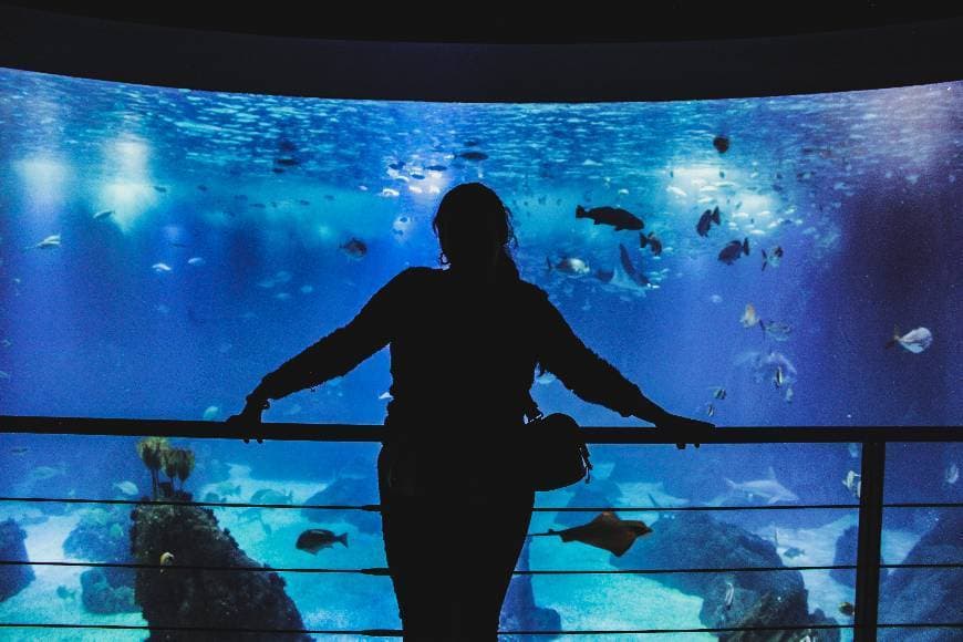 Lugar Oceanário de Lisboa