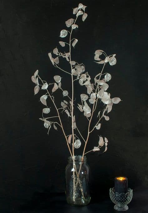 Product 3 Pearl Lunaria