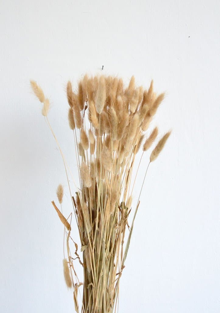 Product Dried Bunny Tails Grass