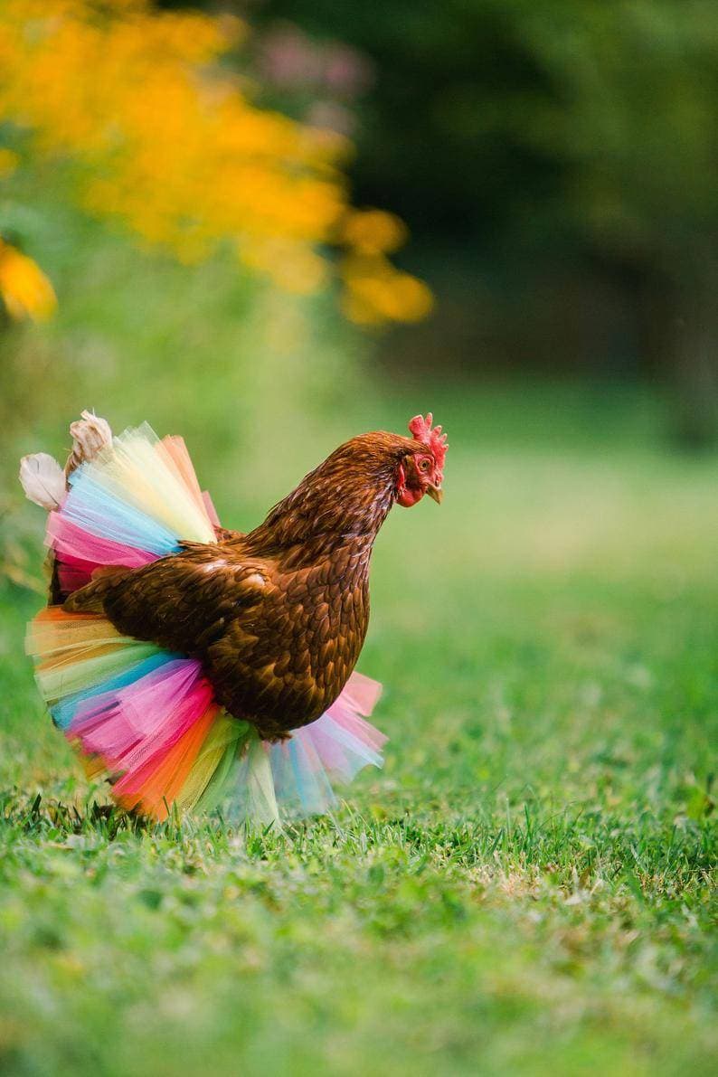 Product Rainbow Chicken Tutu