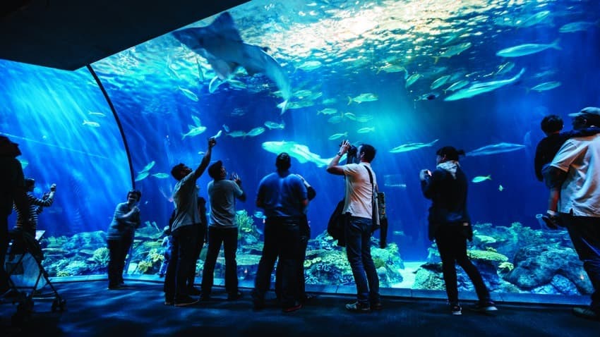 Lugar Shedd Aquarium