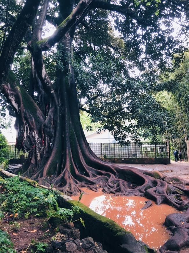 Lugar Jardins da Quinta das Lágrimas